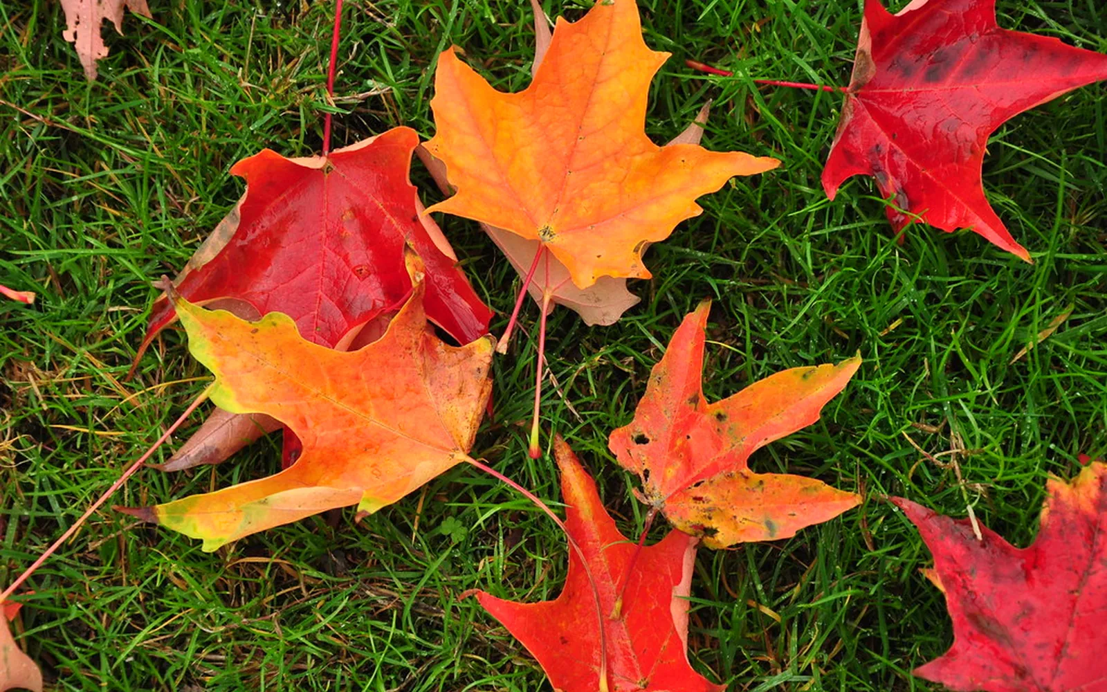 Red, orange and yellow maple leaves lying on green grass