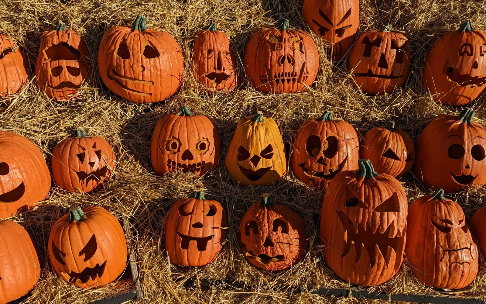 Rows of carved jack-o'-lantern pumpkins with different faces arranged on straw bales
